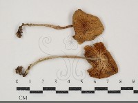 藏品(小皮傘屬)的圖片