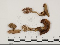 藏品(濕傘屬)的圖片