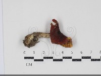 藏品(紅菇屬)的圖片