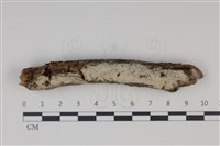 藏品(剛毛絲皮菌)的圖片