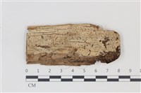 藏品(剛毛絲皮菌)的圖片