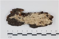 藏品(剛毛絲皮菌)的圖片