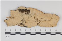 藏品(卵孢木齒菌)的圖片