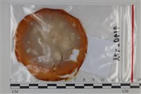 藏品(青黴菌屬)的圖片