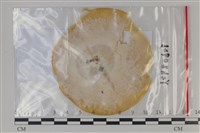 藏品(炭角菌屬)的圖片