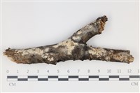 藏品(剛毛絲皮菌)的圖片