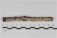 藏品(剛毛絲皮菌)的圖片