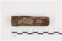 藏品(附毛菌屬)的圖片