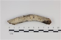 藏品(剛毛絲皮菌)的圖片