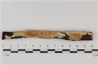 藏品(顯絲菌屬)的圖片