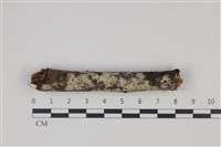 藏品(剛毛絲皮菌)的圖片