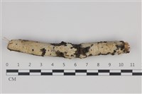 藏品(剛毛絲皮菌)的圖片