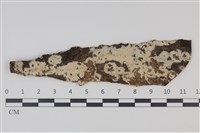 藏品(剛毛絲皮菌)的圖片