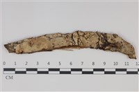 藏品(剛毛絲皮菌)的圖片