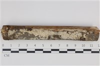 藏品(剛毛絲皮菌)的圖片