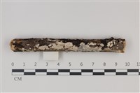 藏品(顯絲菌屬)的圖片