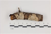 藏品(射脈菌屬)的圖片