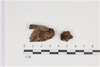 藏品(毛木耳)的圖片