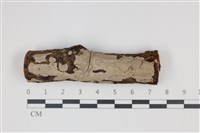 藏品(刺皮菌屬)的圖片