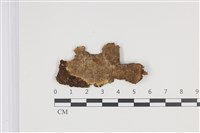 藏品(刺革菌屬)的圖片