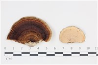 藏品(相鄰小孔菌)的圖片