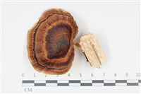 藏品(黄柄小孔菌)的圖片