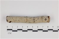 藏品(剛毛絲皮菌)的圖片