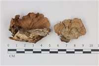 藏品(蠔韌革菌)的圖片