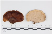 藏品(相鄰小孔菌)的圖片