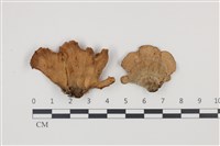 藏品(蠔韌革菌)的圖片