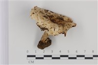 藏品(紅菇屬)的圖片