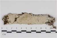 藏品(剛毛絲皮菌)的圖片