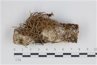 藏品(絲皮菌屬)的圖片