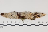 藏品(顯絲菌屬)的圖片