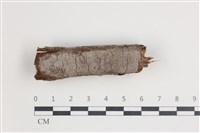 藏品(刺革菌屬)的圖片