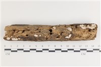 藏品(多年臥孔菌屬)的圖片