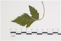 藏品(白粉病)的圖片