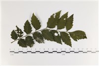 藏品(白粉病)的圖片