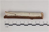 藏品(射脈菌屬)的圖片