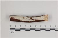 藏品(射脈菌屬)的圖片