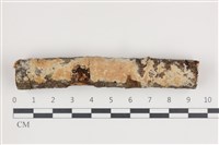 藏品(卵孢木齒菌)的圖片