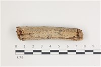 藏品(針齒銳岩菌)的圖片