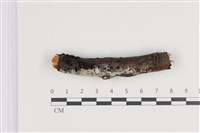 藏品(剛毛絲皮菌)的圖片