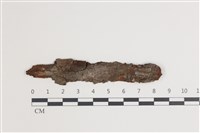 藏品(串擔革菌屬)的圖片