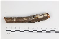 藏品(剛毛絲皮菌)的圖片