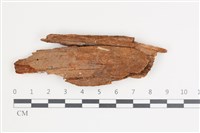 藏品(擬筍殼菌屬)的圖片