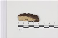 藏品(剛毛絲皮菌)的圖片