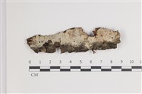 藏品(剛毛絲皮菌)的圖片