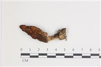 藏品(美味羊肚菌)的圖片