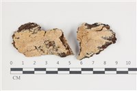 藏品(卵孢木齒菌)的圖片